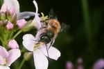 Wiesen-Schaumkraut - Cardamine pratensis. Mit Roter Mauerbiene - Osmia bicornis | © e-pics A.Krebs