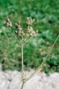 Cumin des prés - Carum carvi. Inflorescence avec des graines de cumin | © Agroscope
