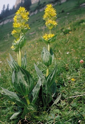 Gentiane jaune - Gentiana lutea | © Agroscope