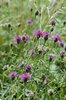 Skabiosen-Flockenblume - Centaurea scabiosa | © e-pics A.Krebs