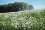 Wiesen-Kerbel - Anthriscus sylvestris. Überdüngter Bestand | © e-pics A.Krebs