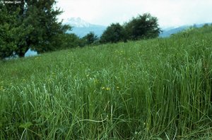 Italienisch-Raigras-Wiese im Frühjahr, 1. Aufwuchs, ohne ährentragende Halme, wenig Knaulgras mit Halmen | © W.Dietl