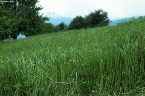 Prairie à ray-grass d‘Italie, sans tiges portant des épis, peu de dactyle avec tiges | © W.Dietl