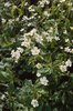 Ranuncolo a foglie d’aconito - Ranunculus aconitifolius | © e-pics A. Krebs