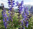 Wiesen-Salbei - Salvia pratensis | © Agroscope