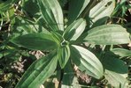 Spitzwegerich - Plantago lanceolata. Form in der Weide | © Agroscope