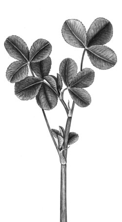 Trifoglio persiano - Trifolium resupinatum | © APF