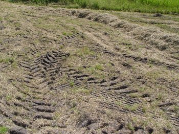 Danni da calpestio durante la fienagione con ripercussioni sulla composizione botanica della cotica erbosa | © Agroscope