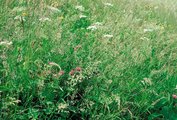 Prairie à avoine jaunâtre, riche en avoine jaunâtre, présence de cerfeuil des prés | © Agroscope