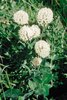 Trèfle des neiges - Trifolium pratense ssp. nivale | © Agroscope