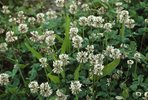 Trifoglio bianco - Trifolium repens | © e-pics A. Krebs