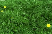 Prairie de fauche-pâture à ray-grass anglais et à pâturin des prés, de composition botanique typique | © W.Dietl