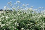 Wiesen-Kerbel - Anthriscus sylvestris. Dominant in Knaulgras-Wiese | © Agroscope