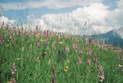 Prairie à nard raide, de composition «mixte», présence d’orchis moucheron | © Agroscope