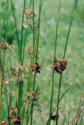 Giunco comune - Juncus effusus | © Agroscope