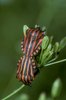 Wiesen-Kümmel - Carum carvi. Kopulation der Streifenwanze - Graphosoma lineatum | © e-pics A.Krebs