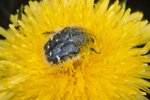 Wiesen-Löwenzahn - Taraxacum officinale. Zottiger Rosenkäfer - Tropinota hirta | © e-pics A.Krebs