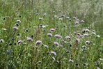 Knautie de champs - Knautia arvensis. Dans les prairies exploitées de façon peu intensive | © e-pics A.Krebs