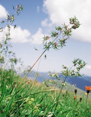 Alpen-Rispengras - Poa alpina. "Lebendgebärend, vivipar" | © Agroscope