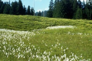 Prairie de litière, sous-type pelouse à laiche de Davall, présence de linaigrette à larges feuilles | © W.Dietl