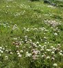 Trèfle des neiges - Trifolium pratense ssp. nivale. Avec le rhinanthe velu - Rhinanthus alectorolophus | © e-pics A.Krebs