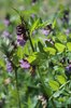 Zaunwicke - Vicia sepium | © e-pics A.Krebs