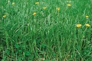 Ray-grass anglais - Lolium perenne | © Agroscope