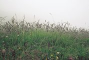 Goldhafer-Wiese, unteres Alpgebiet, mit viel Alpenlieschgras | © Agroscope