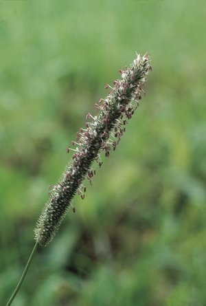 Timothe - Phleum pratense | © Agroscope