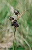 luzule à fleurs nombreuses - Luzula multiflora | © Agroscope