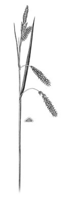 Laîche glauque - Carex flacca | © ADCF
