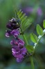 Zaunwicke - Vicia sepium | © e-pics A.Krebs