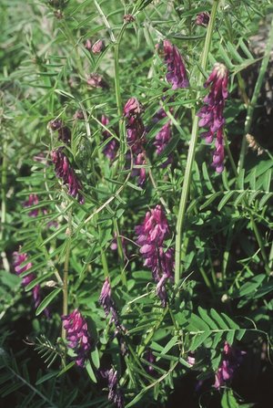 Zottelwicke - Vicia villosa |  © Agroscope