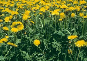 Herbage avec beaucoup de pissenlit - Taraxacum officinale | © ADCF