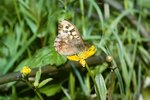 Kriechender Hahnenfuss - Ranunculus repens. Mit Waldbrettspiel - Pararge aegeria | © e-pics A.Krebs