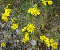 Senecione sudafricano -  Senecio inaequidens | © E.Jörg, www.neophyt.ch