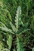 Cardo campestre - Cirsium arvense. Foglie basali riunite in una rosetta spaziata | © Agroscope