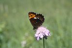 Knautie de champs - Knautia arvensis. Avec un moiré blanc-fascié - Erebia ligea | © e-pics A.Krebs