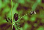 Gelbklee / Hopfenklee - Medicago lupulina. Fruchtstand | © Agroscope