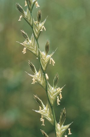 Ray-grass d’Italie - Lolium multiflorum | © Agroscope