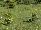 Weisser Germer - Veratrum album (links) vs. Purpur-Enzian - Gentiana purpurea (rechts) | © Giovanni d'Adda