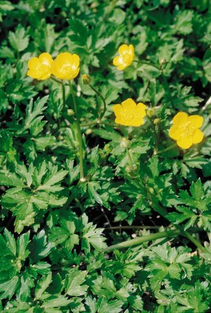 Kriechender Hahnenfuss - Ranunculus repens | © Agroscope