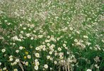 Marguerite - Leucanthemum vulgare. Dans les prairies exploitées de façon peu intensive | © Agroscope