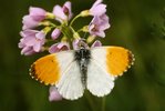 Wiesen-Schaumkraut - Cardamine pratensis. Mit Aurorafalter - Anthocharis cardamines | © e-pics A.Krebs