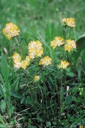 Trifoglio giallo delle sabbie - Anthyllis vulneraria | © Agroscope