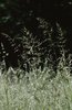 Erba altissima - Arrhenatherum elatius | © e-pics A. Krebs
