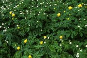 Nährstoffreiche Nasswiese, Untertyp Dotterblumen-Wiese, höhere Lage, mit Eisenhutblättrigem Hahnenfuss | © W.Dietl