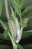 Esparsette - Onobrychis viciifolia. Raupe des Esparsetten-Widderchens - Zygaena carniolica |  © e-pics A.Krebs