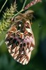 Les chenilles du nacré porphyrin - Clossiana titania vivent sur la renouée bistorte - Polygonum bistorta | © e-pics A.Krebs