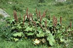 Alpen-Blacke - Rumex alpinus | © e-pics A.Krebs